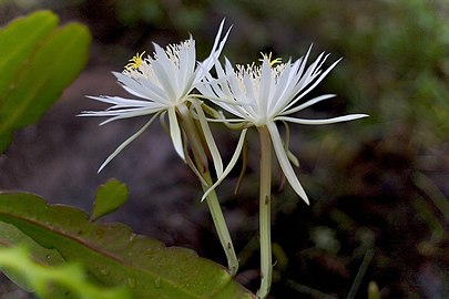 Epiphyllum hookeri