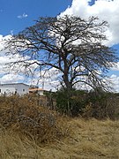 Erythrina velutina.105006.jpg