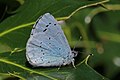 * Nomination Holly blue (Celastrina argiolus) male, Cumnor, Oxfordshire --Charlesjsharp 21:54, 18 May 2016 (UTC) * Promotion Good enough. --Peulle 15:04, 22 May 2016 (UTC)