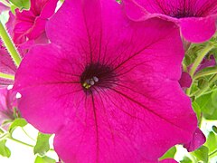 A purple petunia flowering