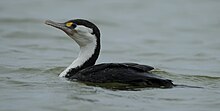 Pied Shag / Kāruhiruhi (Phalacrocorax varius) swimming on water's surface at the small settlement of Fishermans Point near the southern end of the lake. Pied Shags are a regularly seen resident on and around the lake.