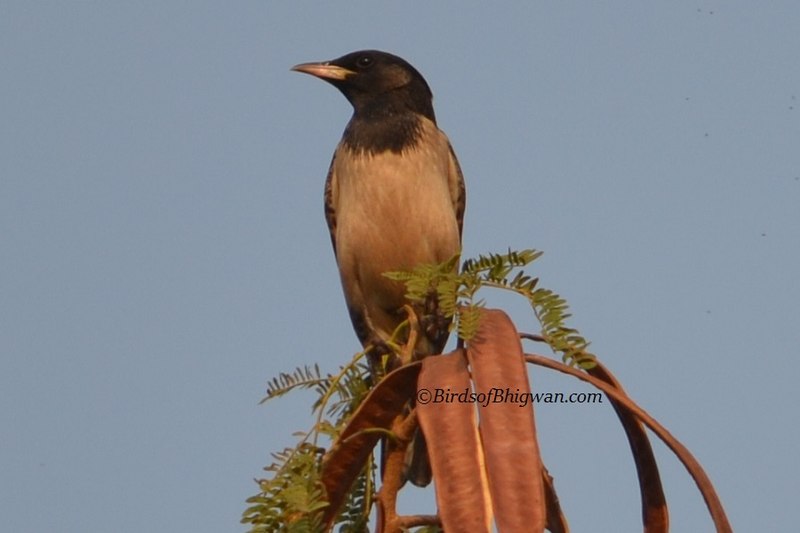 File:Rosy Starling In Pune.jpg