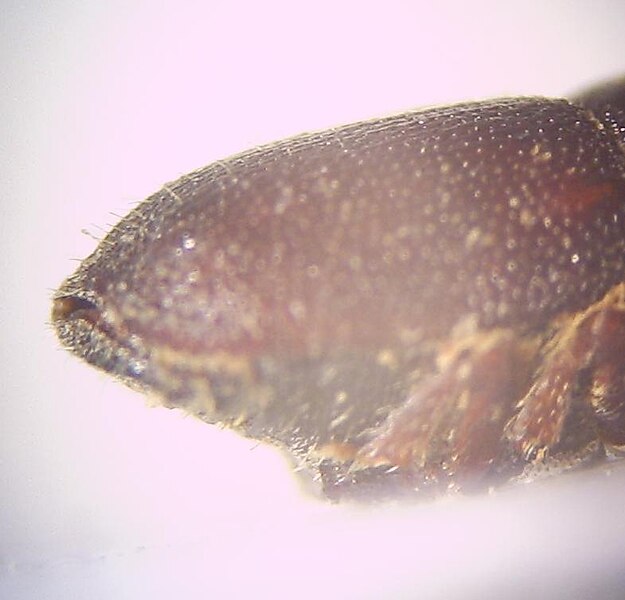 File:Scolytus rugulosus Abdomen.JPG