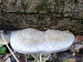 Trametes pubescens