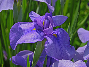 Iris ensata 'Blue Beauty'