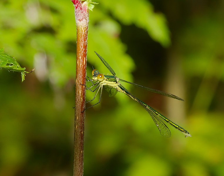 File:2014.07.14.-06-Zadlitzgraben Pressel--Kleine Binsenjungfer-junges Maennchen.jpg