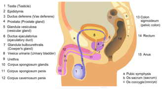 Male anatomy 1.png