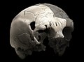 Image 32Aroeira 3 skull of 400,000 year old Homo heidelbergensis. The oldest trace of human history in Portugal. (from History of Portugal)