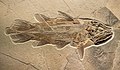 * Nomination Fossil of a coelacanth at the Natural History Museum Bamberg --Ermell 06:05, 15 August 2017 (UTC) * Promotion Good quality. --Aeou 06:17, 15 August 2017 (UTC)