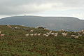 Bidarray, moutons sur fond d'Artzamendi, vus des crêtes d'Iparla