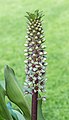 * Nomination Eucomis montana Location: Garden Tuinreservaat Jonker Valley. --Famberhorst 17:18, 20 August 2017 (UTC) * Promotion Perhaps it would be better with a bit more contrast. Good quality anyway. --Basotxerri 18:25, 25 August 2017 (UTC)