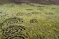 Ronds de sorcières dans la mousse sur la Laugavegur en Islande.