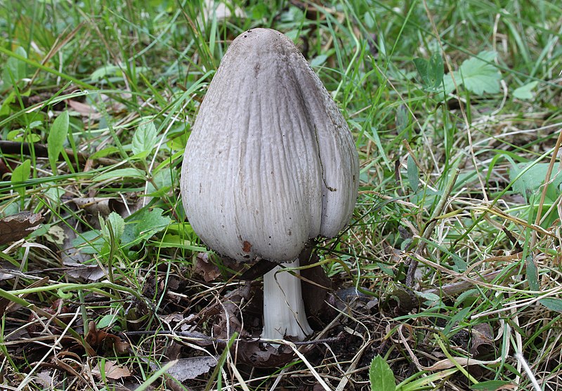 File:Faltentintling Coprinus atramentariu.jpg