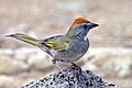 *Green-tailed towhee