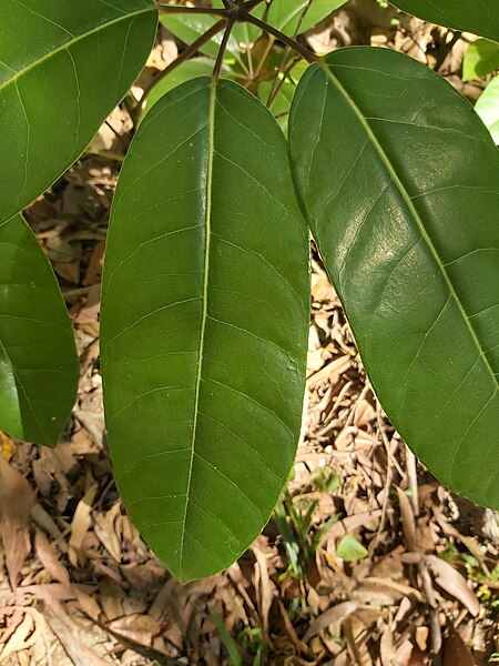 File:Heptapleurum actinophyllum, Smithfield, Queensland 5.jpg