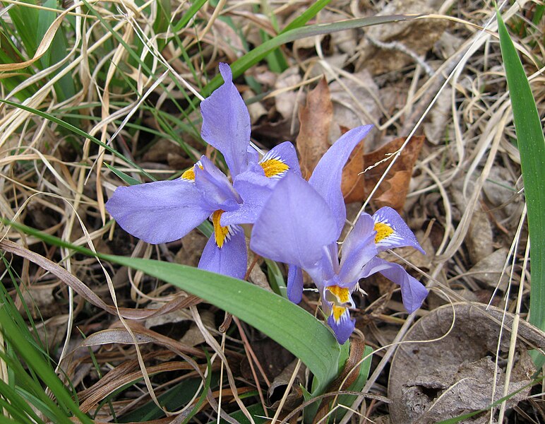 File:Iris verna var smalliana.jpg