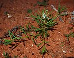 Lepidium phlebopetalum