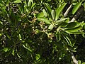 Foliage and young fruit, Crete