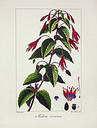 Fuchsia coccinea