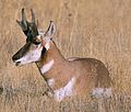 pronghorn de Basse-Californie (en)