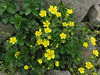 Potentilla matsumurae