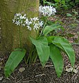 Allium ursinum by tree