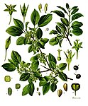 Rhamnus cathartica — Крушина слабительная