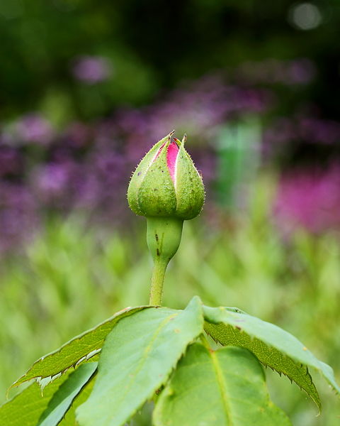 File:Rosa 'Madame Isaac Pereire'. Locatie De Kruidhof 01.JPG