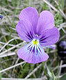 Driekleurig viooltje (Viola tricolor)