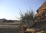 Adenia pechuellii