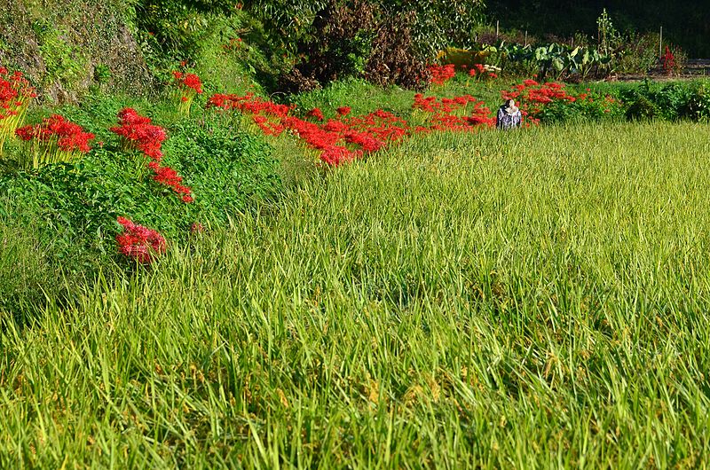 File:案山子街道 Road scarecrow - Panoramio 79639320.jpg