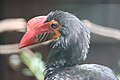 Mindanao hornbill