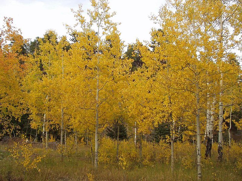 File:Autumn in the Bighorn Mountains.JPG