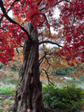 Acer Palmatum, Japanese Maple