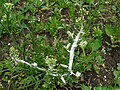 White rust on shepherd's purse