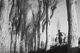 An old Dongxiang Muslim shoulders a pair of wooden buckets of water walking on the hilly road, trees, Dongxiang County, Gansu, 1934.jpg