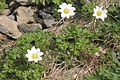 Anemone baldensis