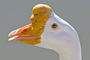 Domestic swan goose