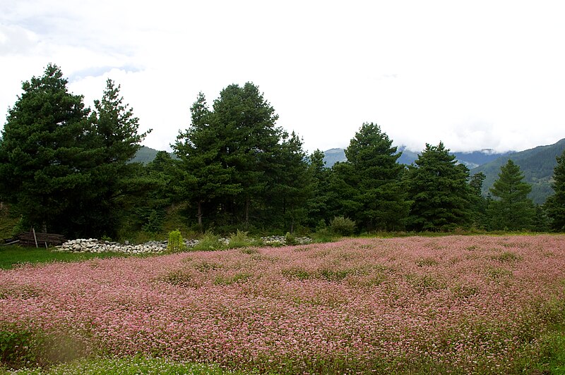 File:Buckwheat Bhutan.jpg