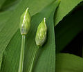 Flower buds