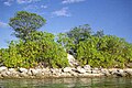 Image 17Scaevola taccada and Guettarda speciosa grow near the beach on Nanumea Atoll (from Geography of Tuvalu)