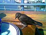 Sharing lunch with a very nice bird