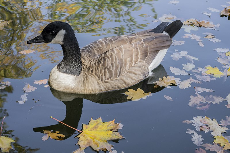 File:Branta canadensis - Canada goose - Kharkiv Gorky Park - 01.jpg