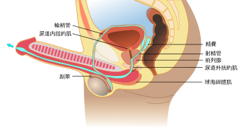 Ejaculation anatomy-zh.svg