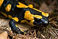 Salamandra