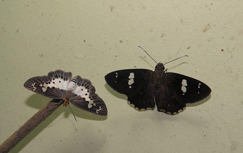 File:Gerosis bhagava - Common Yellow-breasted Flat and Celaenorrhinus putra - Restricted Spotted Flat.jpg