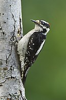 Profile of a medium-sized bird perched on the trunk of a tree. The bird has black-and-white plumage, a long sharp beak, and a spot of red plumage toward the back of its head.