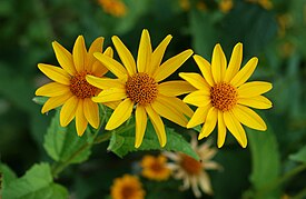 Isopäivänsilmä (Heliopsis helianthoides)