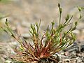 Juncus bufonius