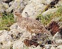 Rock Ptarmigan, female ライチョウのメス